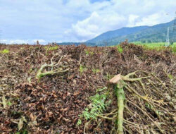 Perusak Kebun Teh Pangalengan Ditangkap, Begini Respons Dedi Mulyadi
