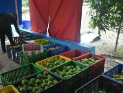Bupati Dony,Mangga Gedong Gincu Kecamatan Jatigede Harus Diekspor