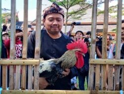 400 Peserta Kontes Ayam Pelung Nasional Digelar di Pusat Pemerintahan Sumedang