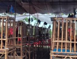 Kontes Ayam Pelung Nasional MDC 2025 di Sumedang