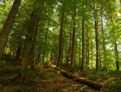 Hutan di Jabar Tersisa 20 Persen, Kemenhut Usulkan Kawasan Konservasi Baru