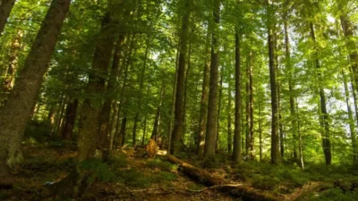 Hutan di Jabar Tersisa 20 Persen, Kemenhut Usulkan Kawasan Konservasi Baru