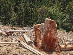 Hutan Makin Kritis, Dedi Mulyadi Larang Penebangan Pohon Mulai 2026