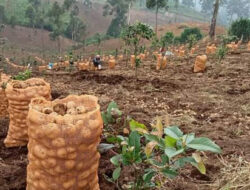Pasca-longsor Cisarua, KLH Soroti Pertanian Kol dan Kentang yang Merambah Gunung  