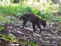 Tim Gabungan Buru Macan Tutul Jawa di Hutan Sanggabuana yang Tertembak untuk Dievakuasi
