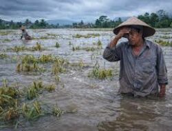 Terdampak Banjir, 5.168 Hektare Lahan Sawah di Bekasi Terancam Gagal Panen