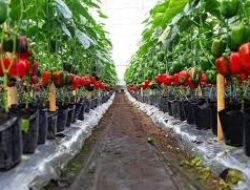 Mengenal Desa Pasirlangu Bandung Barat, Penghasil Paprika dan Sayuran Eksklusif yang Diekspor ke Luar Negeri