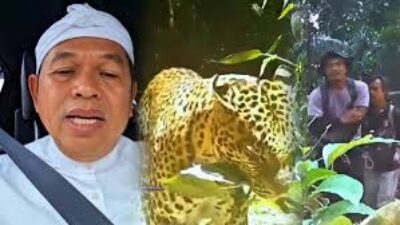Dedi Mulyadi Geram Pemburu Tembak Macan Tutul