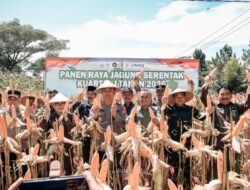 Panen Raya Jagung Serentak Kuartal IV 2025, Ciamis Tegaskan Komitmen Jadi Daerah Inovatif dan Kreatif
