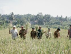 Panen Demplot SRI GACCORS, Sekda Ciamis Dorong Transformasi Pertanian Organik Berkelanjutan