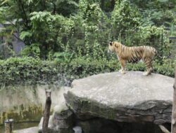 Dua Bayi Harimau Mati, Pemkot Evaluasi Tata Kelola Kebun Binatang Bandung