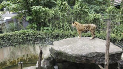 Dua Bayi Harimau Mati, Pemkot Evaluasi Tata Kelola Kebun Binatang Bandung