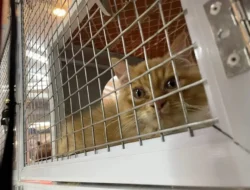 Hewan Peliharaan Ditinggal Mudik? Ini Tips Memilih Jasa Pet Hotel untuk Anabul
