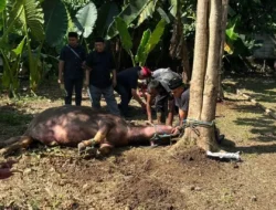 Kebo Andil dan Ngaduk Dodol, Warisan Tradisi Kebersamaan Warga Depok
