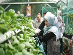 Dukung Pertanian Modern, Cing Ikah Ikut Panen Bersama KWT Mutiara Bersinar