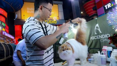 Shibuya Catwalk International Cat Show Digelar di Kota Bandung