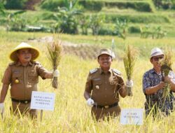 Bupati Dony Bersama HKTI Panen Padi Pola Tabela, Dorong Produktivitas dan Antisipasi Dampak El Nino