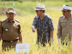 Bupati Dony Dorong Transformasi Pertanian, Demplot Padi Tabela Jadi Model Laboratorium Lapangan