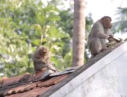 Warga Cianjur Diteror Monyet Liar, 1 Terluka Kena Gigit