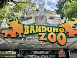 Jalani X-ray dan Cek Darah, Kondisi Macan Tutul dan Gajah Bandung Zoo Dipastikan Sehat