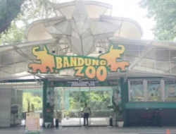 Calon Pengelola Bandung Zoo Masih Bersaing Lelang, Ini Bocoran Pesertanya