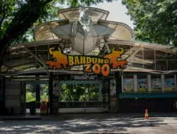 Belum Ada Pengelola Baru, BBKSDA Jabar Siap Evakuasi Satwa Bandung Zoo