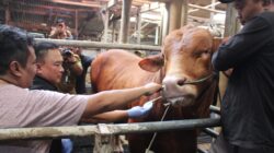 Bupati Kuningan Tinjau “Si Diego”, Sapi Kurban Presiden Prabowo Seberat 1,1 Ton