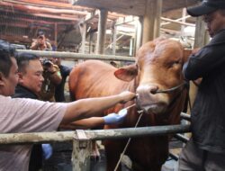 Bupati Kuningan Tinjau “Si Diego”, Sapi Kurban Presiden Prabowo Seberat 1,1 Ton