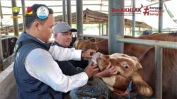 Petugas Diskanak Kabupaten Sumedang Pantau Kondisi Fisik dan Kesehatan Hewan Kurban