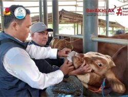 Petugas Diskanak Kabupaten Sumedang Pantau Kondisi Fisik dan Kesehatan Hewan Kurban