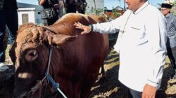 Bupati Bogor Serahkan Hewan Kurban Bantuan Presiden RI kepada DKM Masjid Raya Nurul Wathon