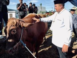 Bupati Bogor Serahkan Hewan Kurban Bantuan Presiden RI kepada DKM Masjid Raya Nurul Wathon