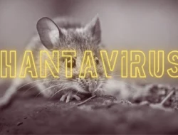 Gejala Hantavirus yang Patut Diwaspadai Termasuk Demam Tinggi hingga Flu