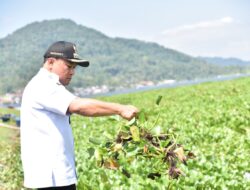 Bupati Dian Turun Tangan Atasi Penyebaran Eceng Gondok di Waduk Darma