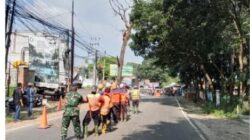 Pohon Rawan Tumbang Diruas Jalan Nasional Jatinangor Dipangkas dan Ditebang