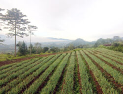 Bukan Hanya Bandung,  5 Kecamatan di Kuningan Ini Juga Punya Udara Paling Dingin